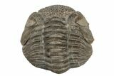 Wide, Enrolled Eldredgeops Trilobite Fossil - Ohio #188902-2